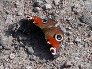 Noch jemand, der die Sonne genießt