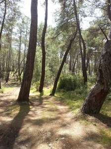 Lichter Kiefernwald auf dem Weg von der Straße hinunter zur Küste