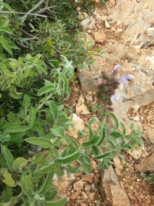 Praktisch jeder 2. Busch ist Salbei