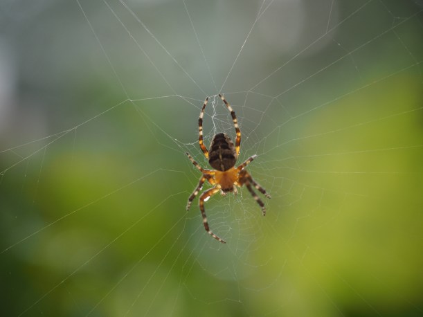 Jägerin in hauchzarter Falle