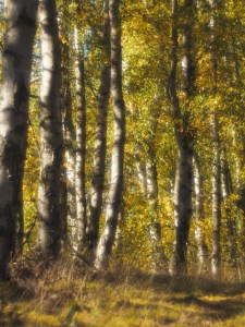 Herbstliche Birken