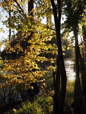 Herbst am Schweingartensee