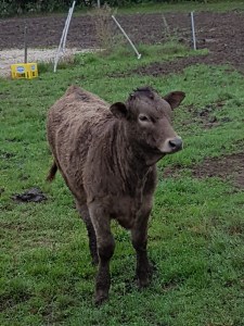 So ein nettes Tiergesicht sagt mir immer wieder, warum ich Vegetarierin bin